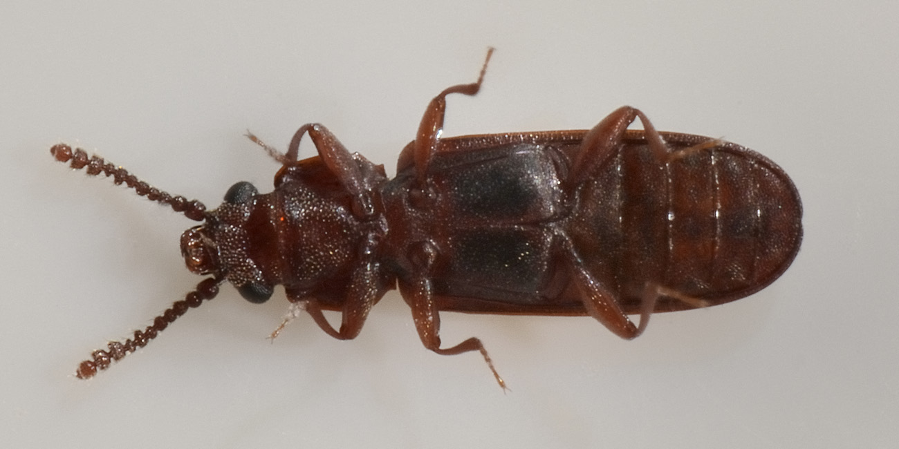 Cucujidae:  Pediacus dermestoides